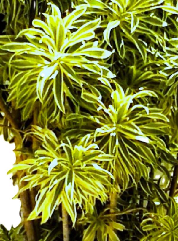 A close up of the leaves on a tree