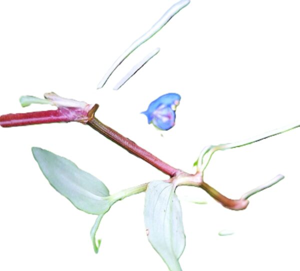 A close up of the leaves and stems of a plant