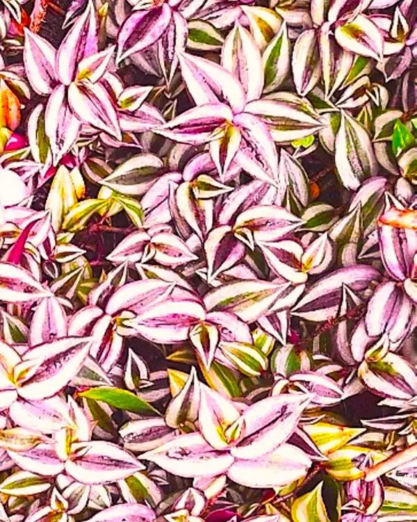 A close up of some purple and green leaves