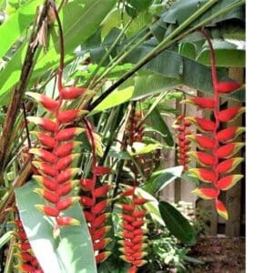 A group of red flowers hanging from the side of a tree.