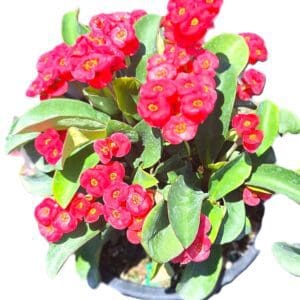 A close up of some flowers with green leaves