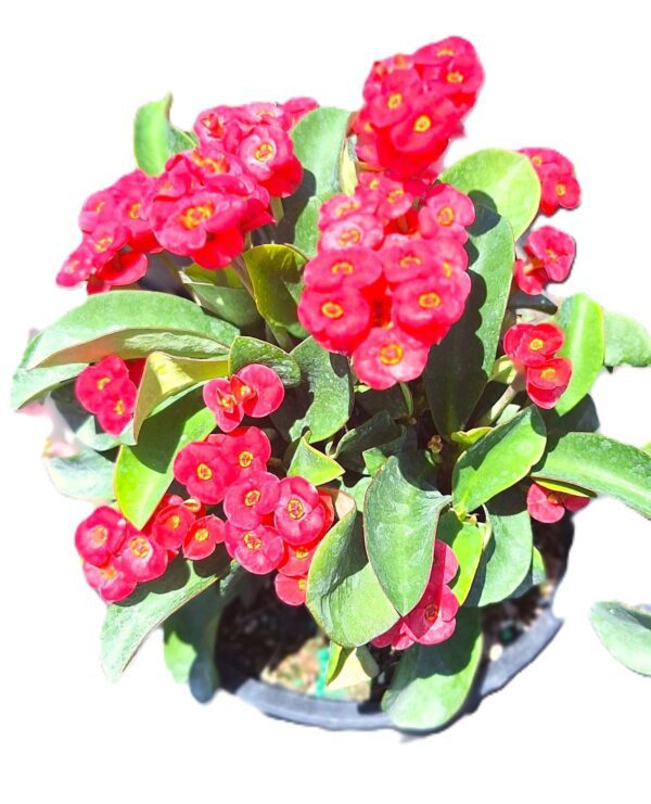 A close up of some flowers with green leaves