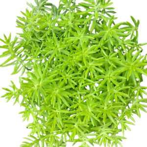 A close up of some green plants