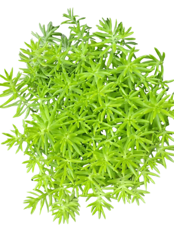 A close up of some green plants