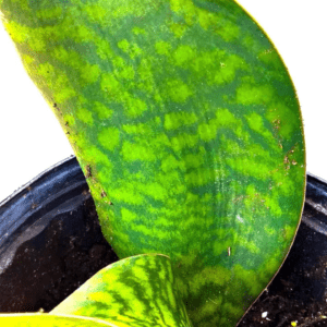 A close up of the leaves on a plant
