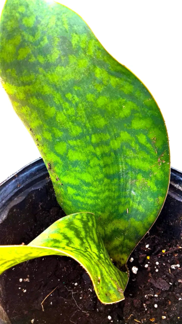 A close up of the leaves on a plant