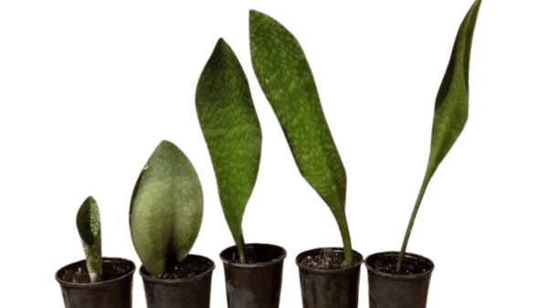 A group of plants that are in pots.