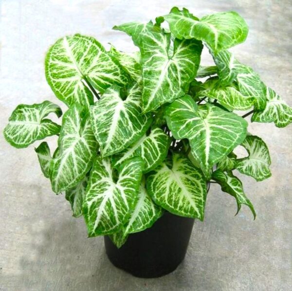 A plant that is sitting in the dirt.
