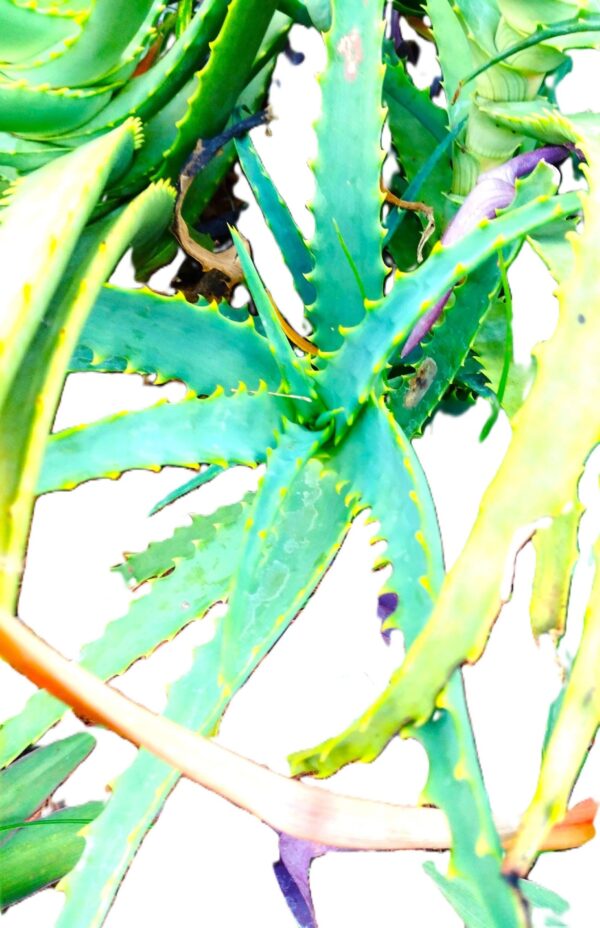 A close up of the leaves on a plant