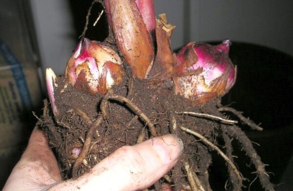 A person holding onto the root of a plant
