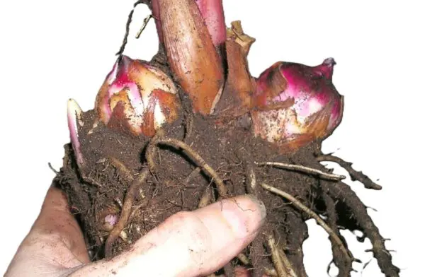 A person holding a plant in their hand.