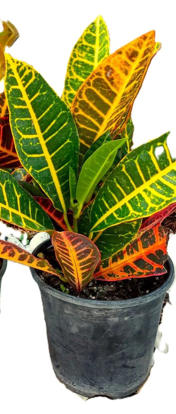 A close up of a plant in a pot