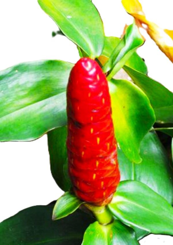 A red flower is growing on the plant.