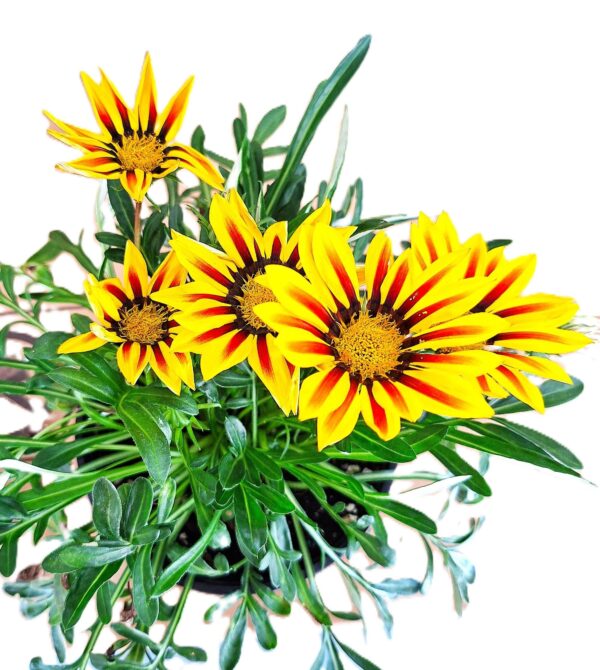 A close up of some yellow flowers in a pot