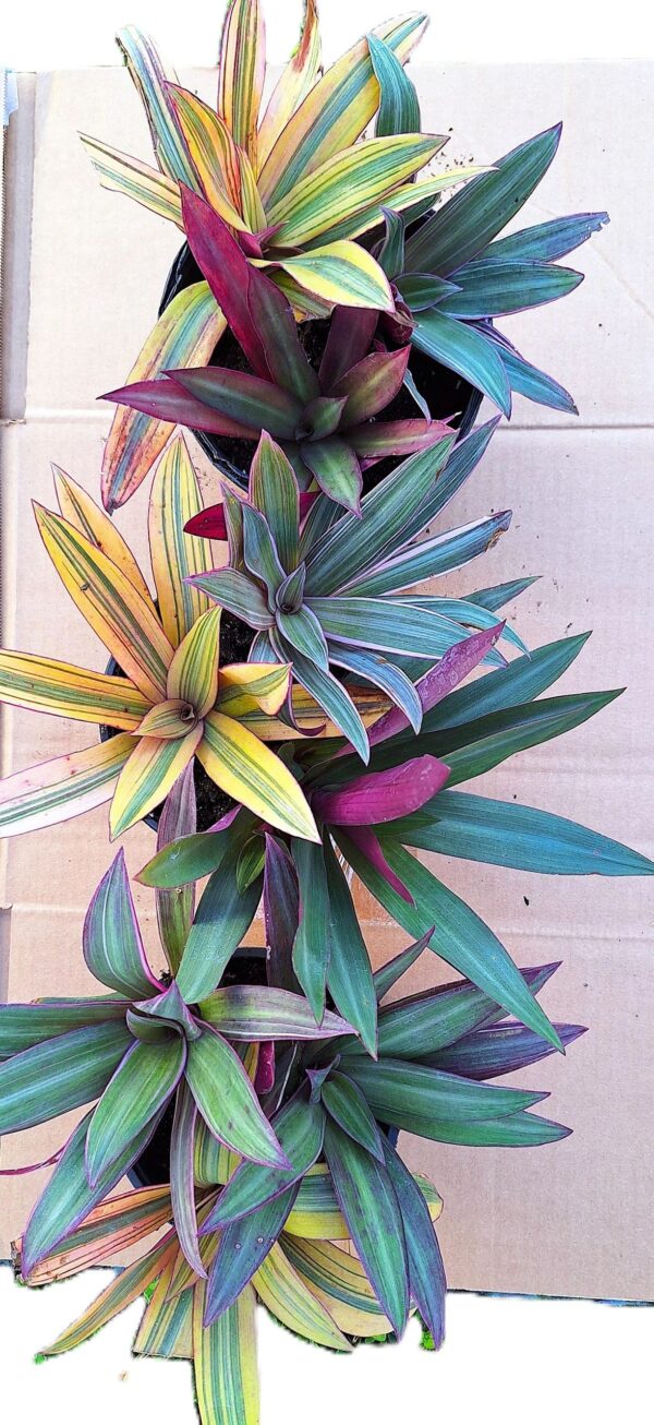 A plant that is growing in the ground.