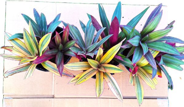 A group of plants that are hanging on the wall.