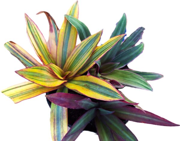A close up of some colorful plants on a white background
