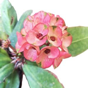 A close up of the flowers on a plant