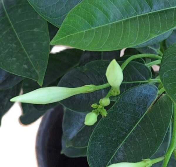 A close up of the leaves on a plant