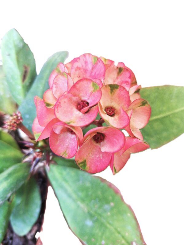 A close up of the flowers on a plant