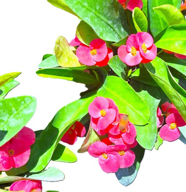 A close up of some pink flowers with green leaves