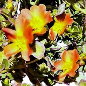 A painting of flowers in the sun