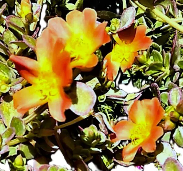 A painting of flowers in the sun