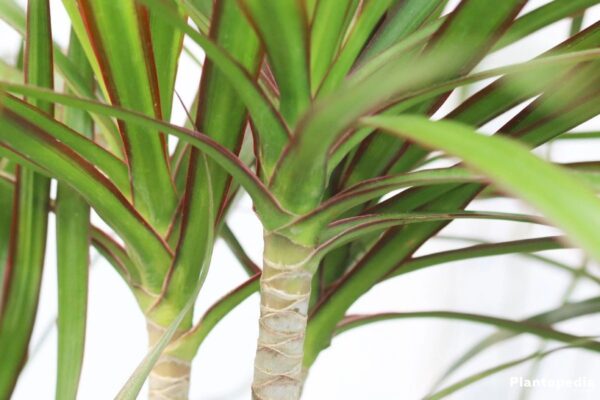 A close up of the leaves on a plant