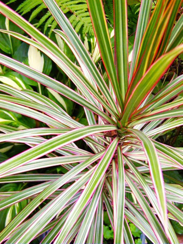A close up of the leaves on a plant