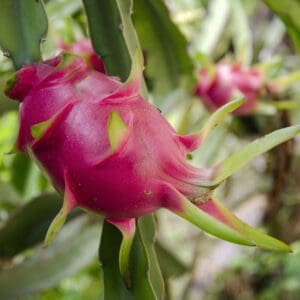 A close up of some pink fruit on a tree