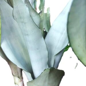 A close up of the leaves on a plant