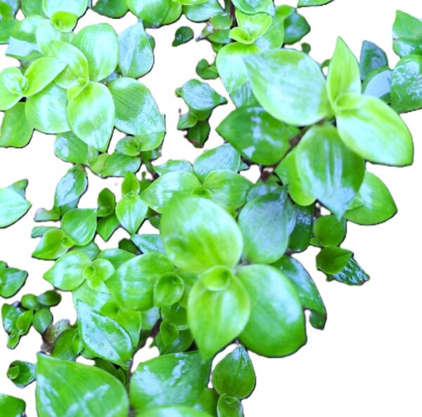 A close up of the leaves on a plant