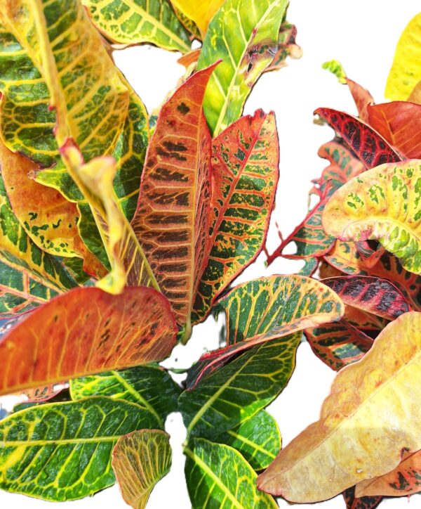 A close up of some leaves on a plant