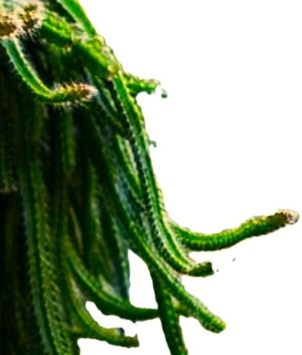 A close up of some green plants