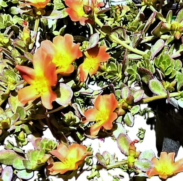 A close up of some flowers on the side of a building