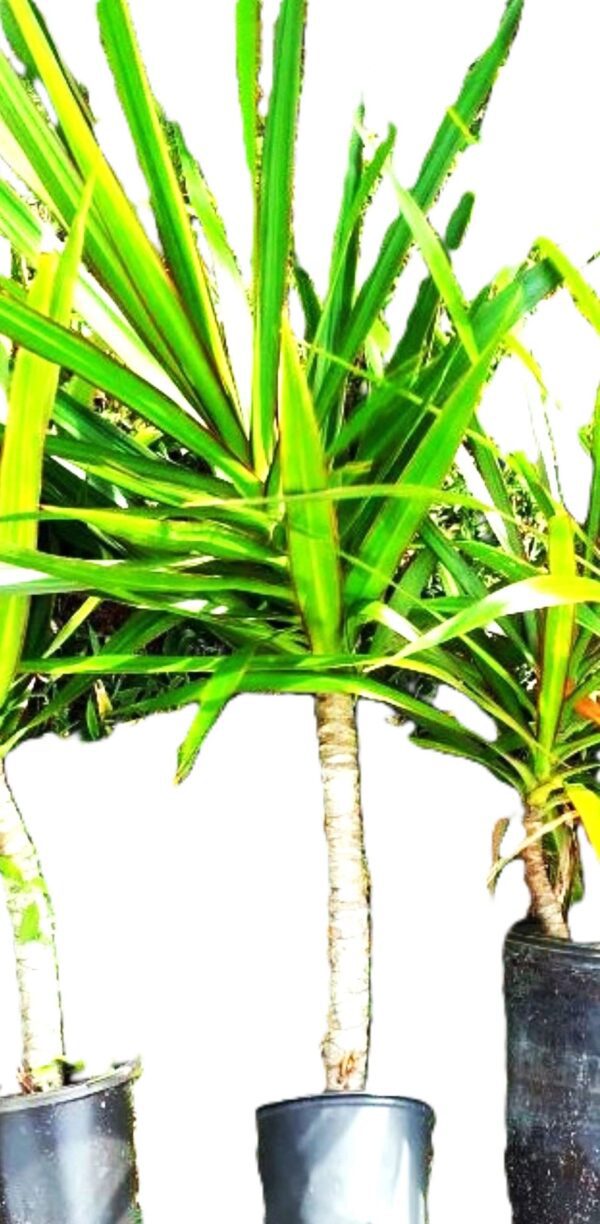 A close up of some green plants