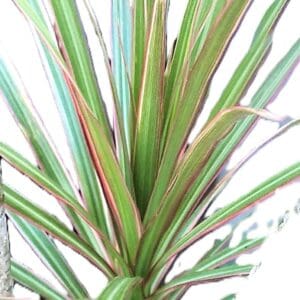 A plant that is green and has red stripes.