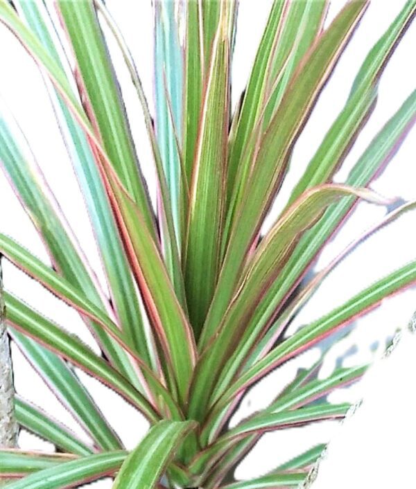A plant that is green and has red stripes.