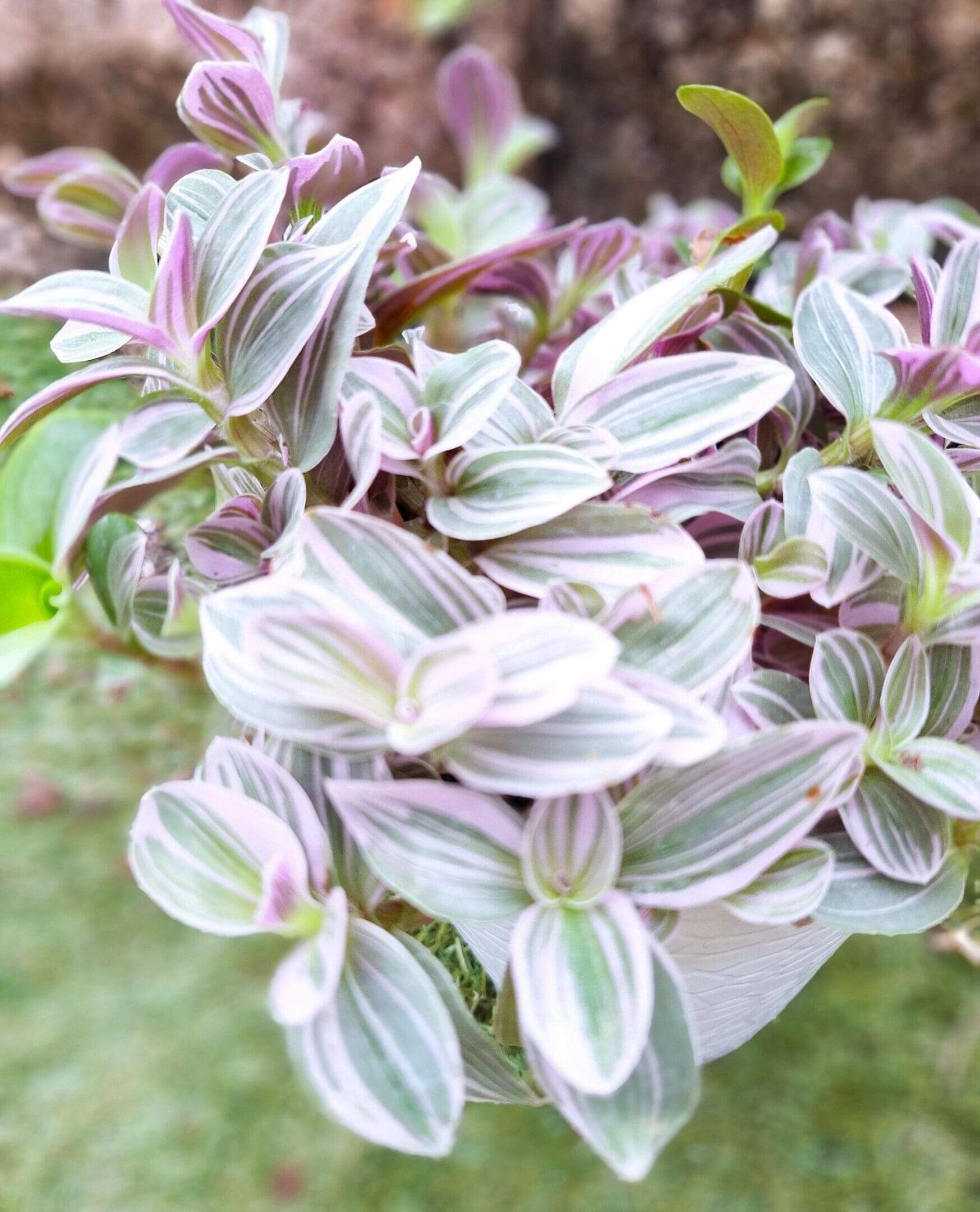 A close up of some purple and white leaves
