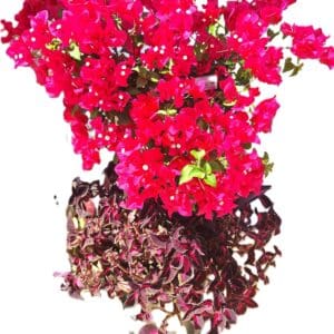 A red flower bush with purple leaves on the ground.