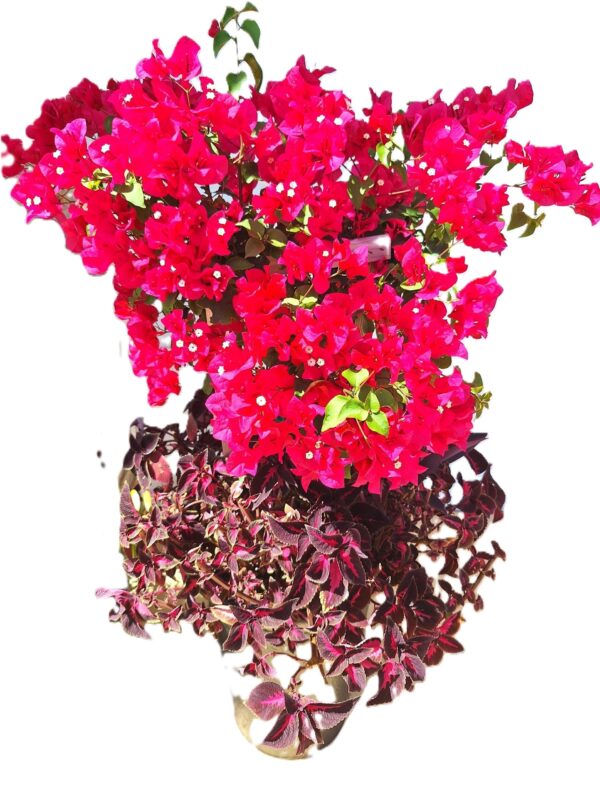 A red flower bush with purple leaves on the ground.