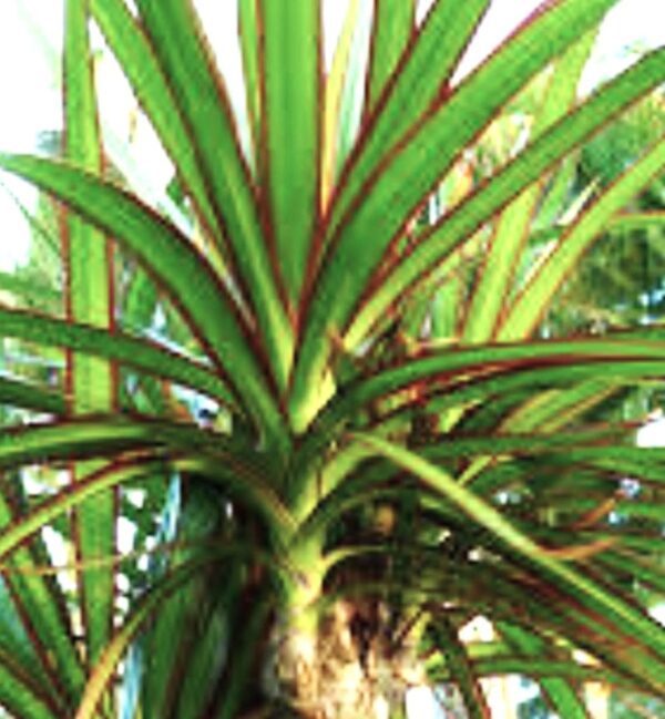 A close up of the leaves on a plant