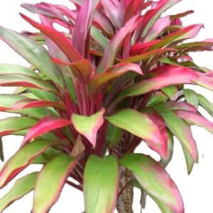 A plant with red and green leaves is shown.