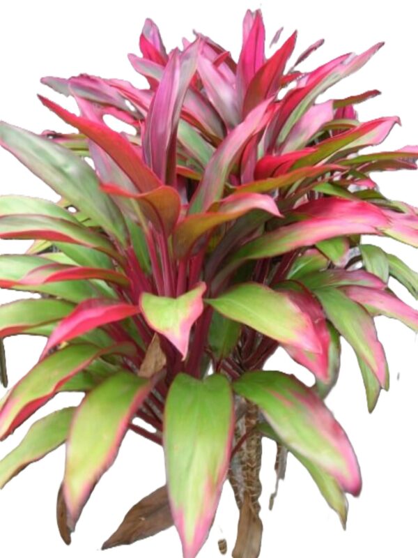 A plant with red and green leaves is shown.
