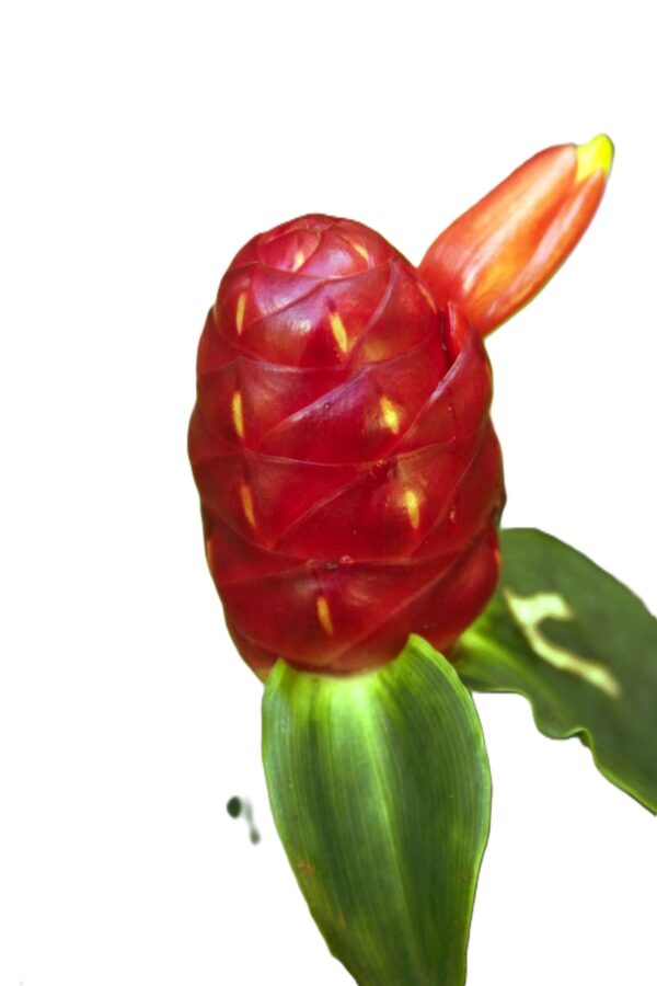 A red flower with green leaves on it.