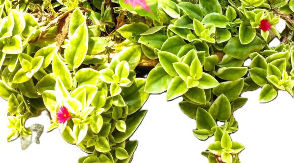 A close up of some green plants with red flowers