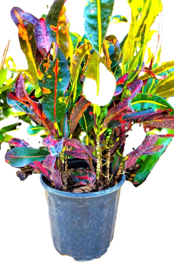 A plant that is in a pot on the ground.