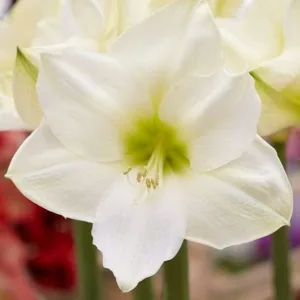 A close up of the flower of an amaryllis plant.