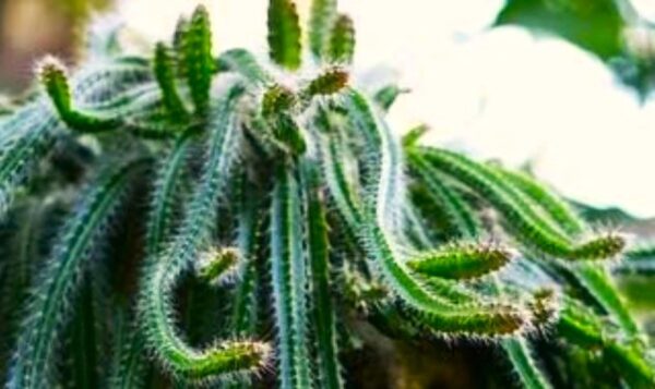 A close up of some green cactus plants