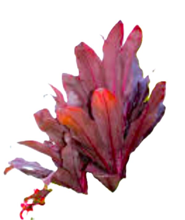 A red plant with purple leaves on it.